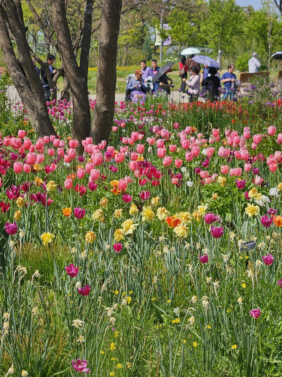 Seoul Botanic Park photo 16