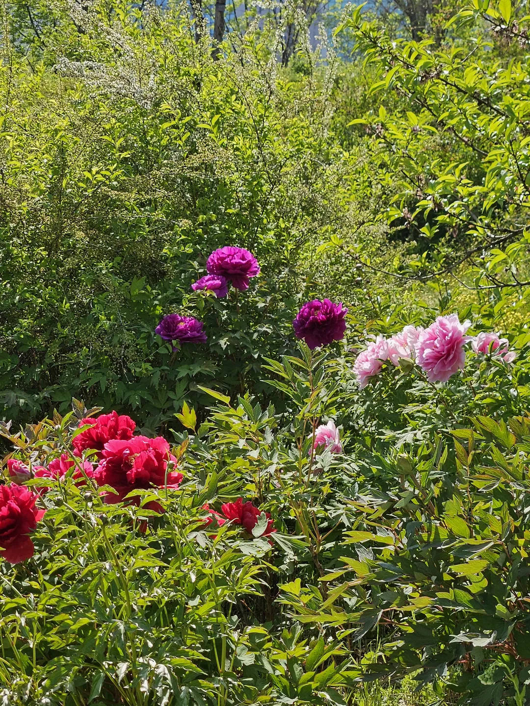 Seoul Botanic Park photo 11