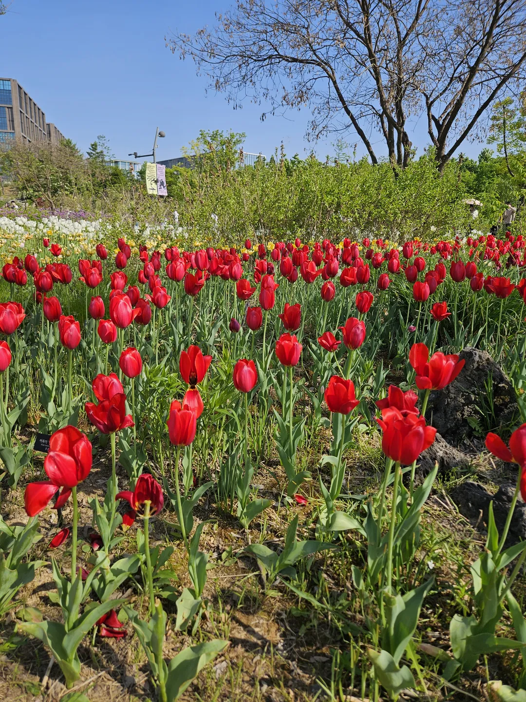 Seoul Botanic Park photo 10