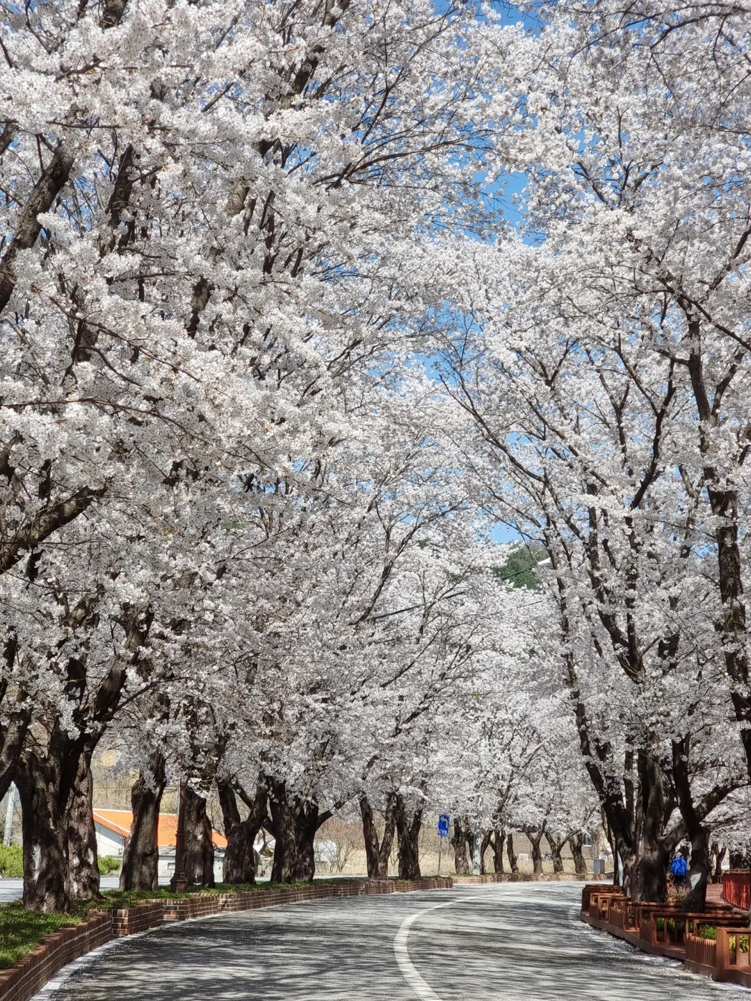 Flore photo 33