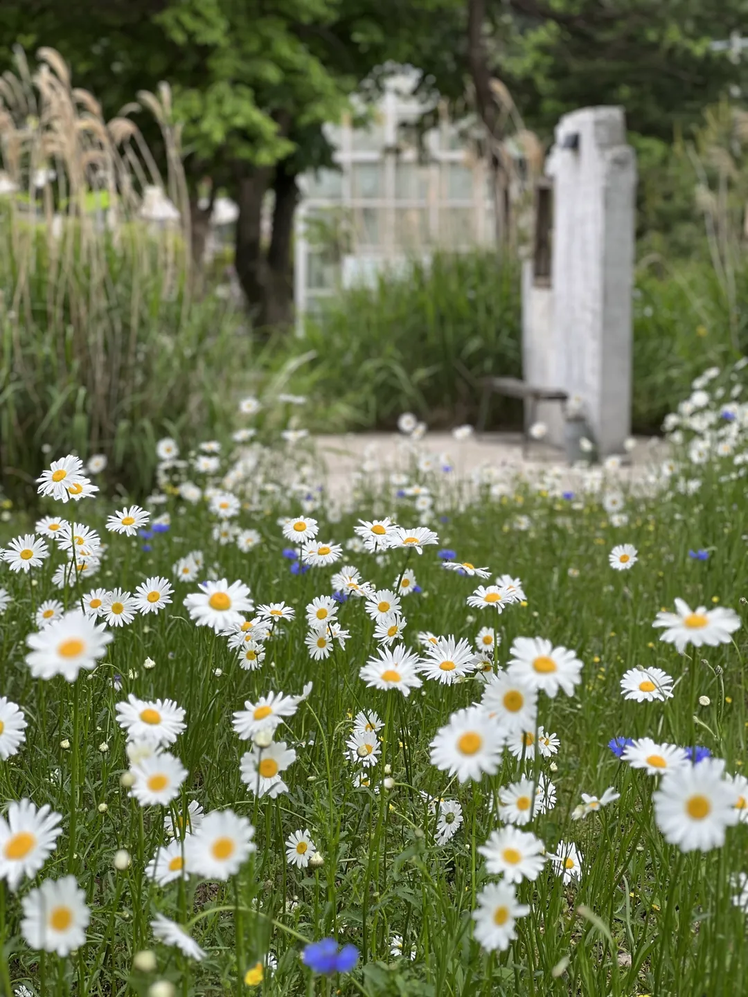 Flore photo 32