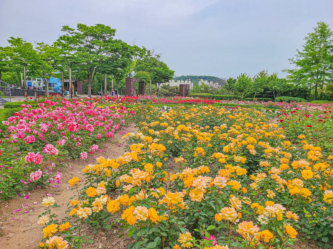 장미공원(인천) 사진 6