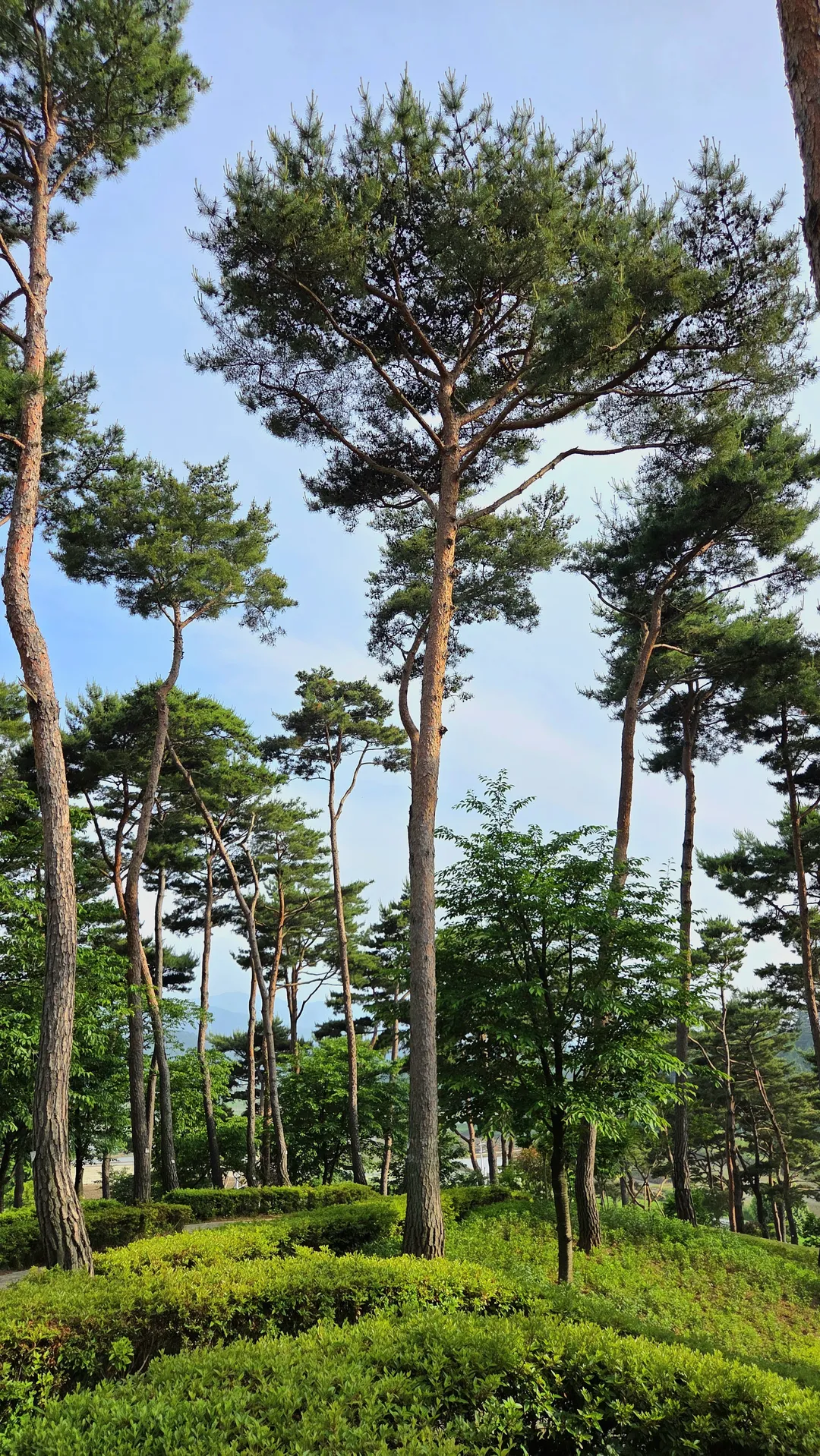 홍성솔바람테마파크 사진 7