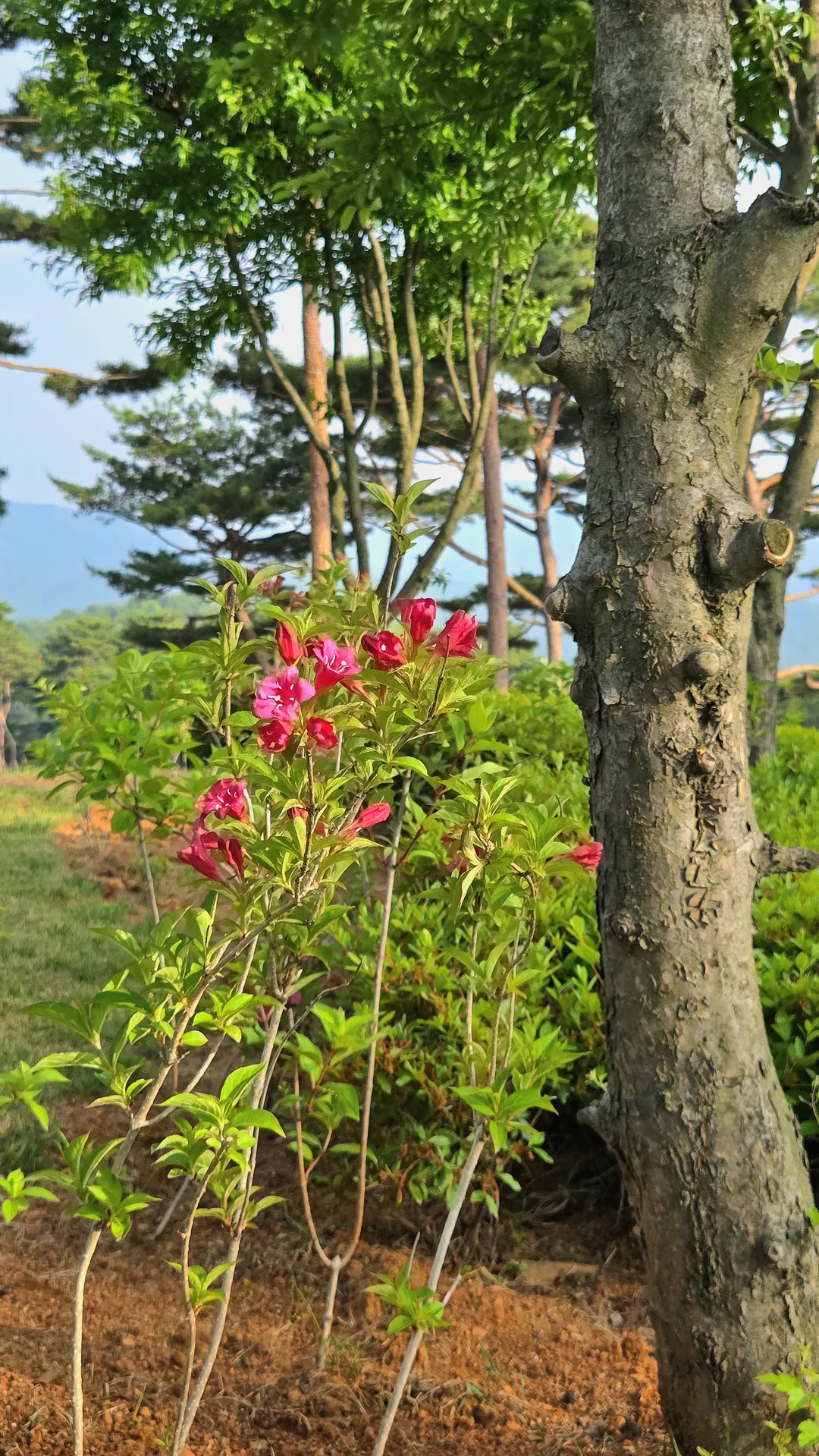 홍성솔바람테마파크 사진 8