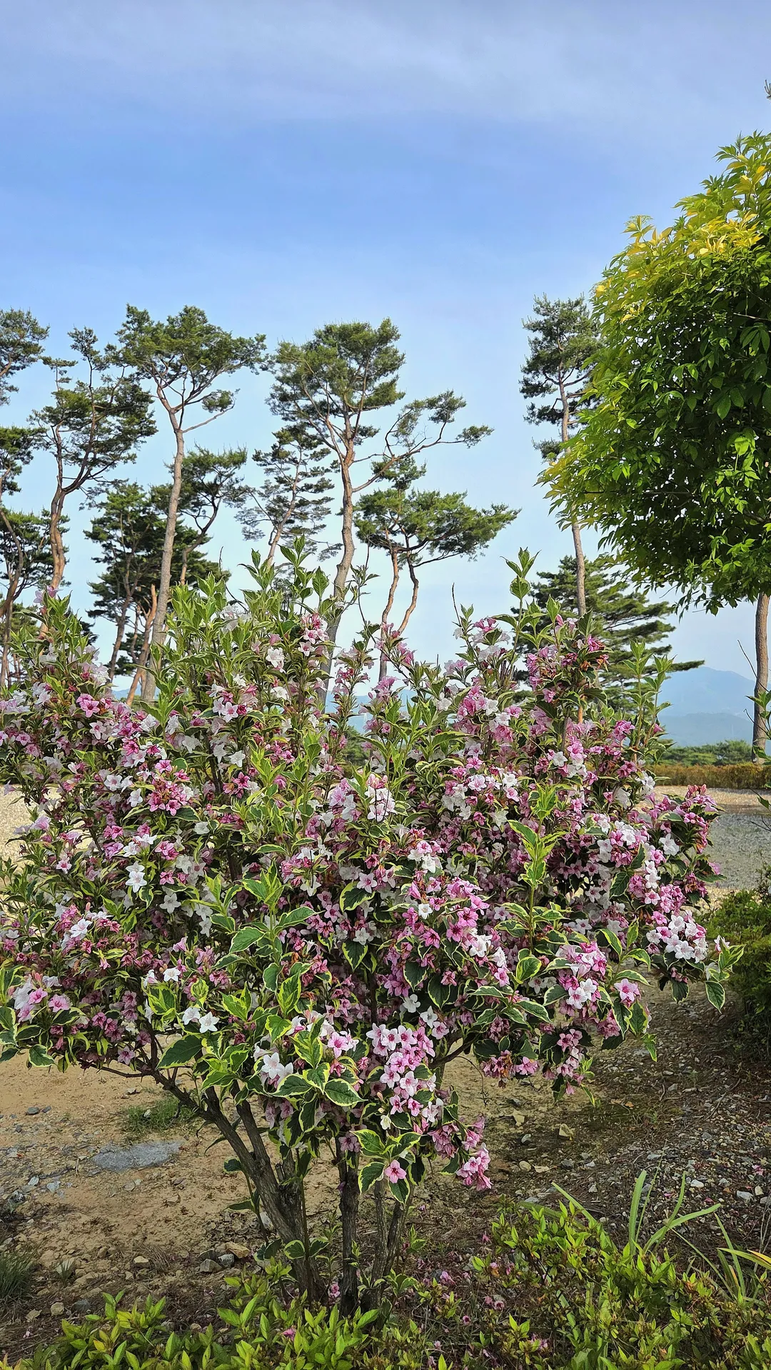 홍성솔바람테마파크 사진 9