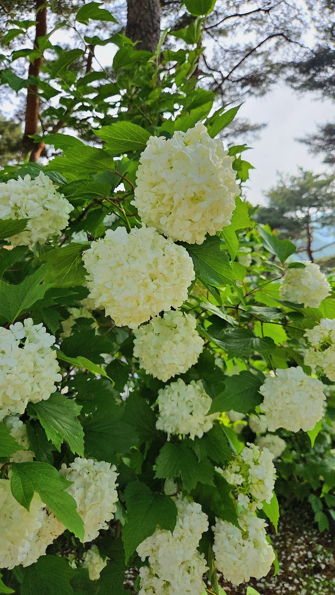홍성솔바람테마파크 사진 6