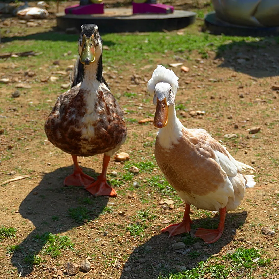 꼬꼬체험관 사진 13
