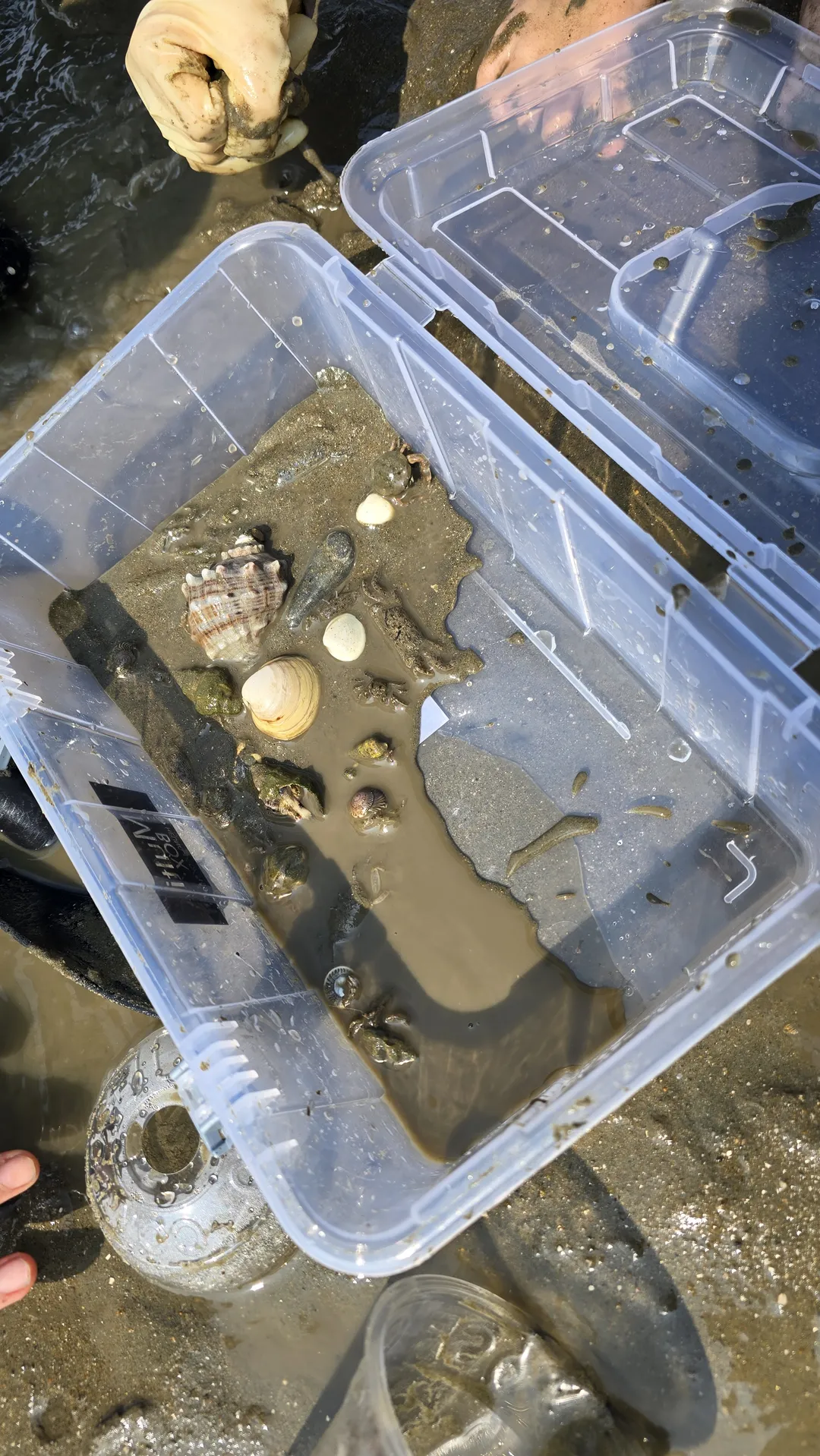 방아머리해변 사진 10
