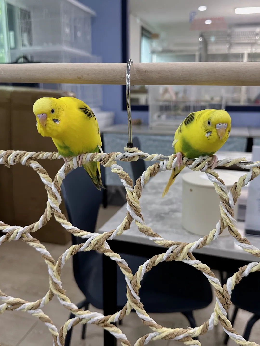 Bird Sound Namyangju Branch photo 7
