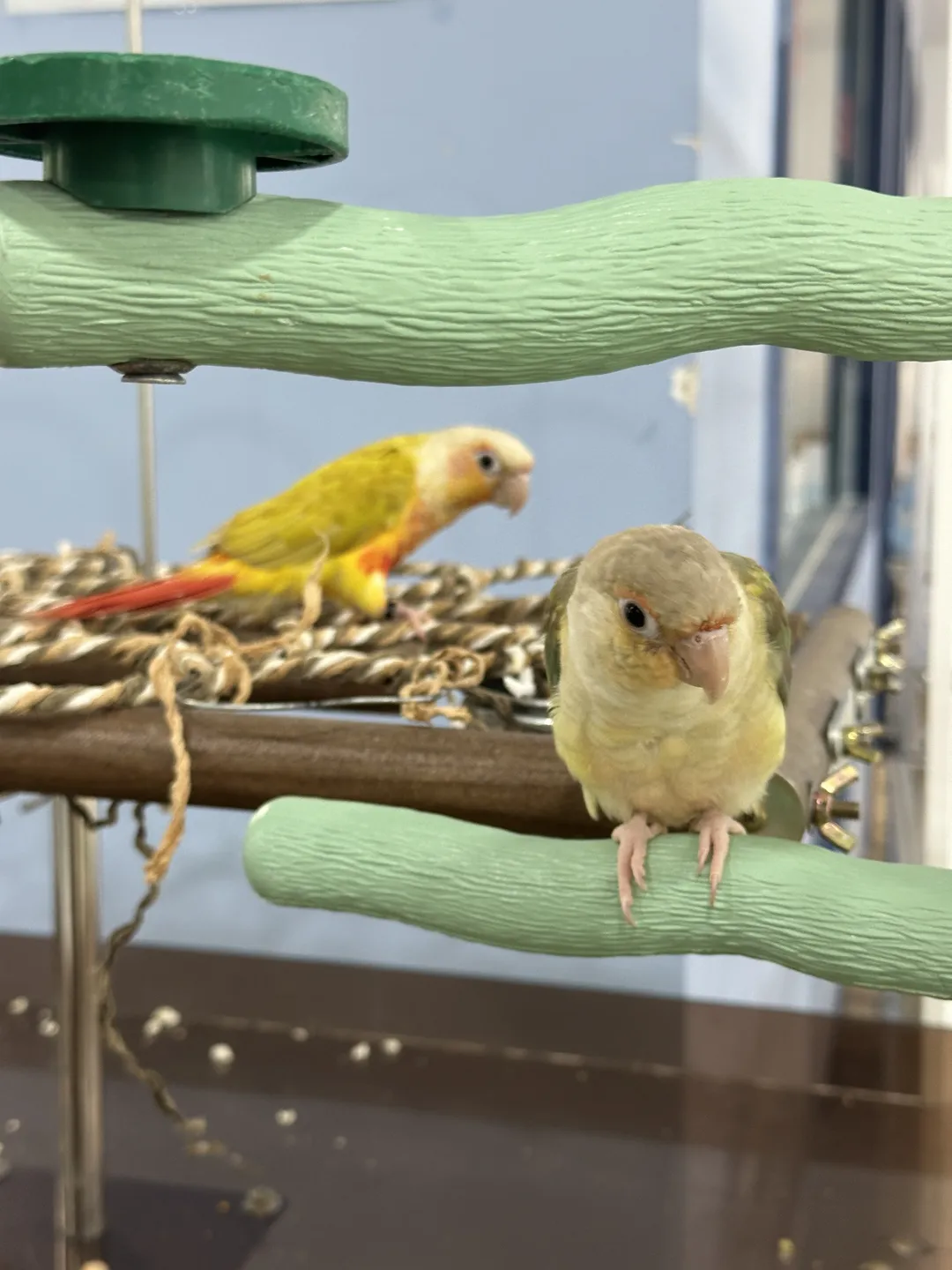 Bird Sound Namyangju Branch photo 10