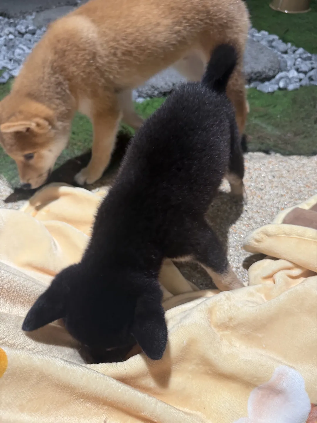 시바노우치 사진 7