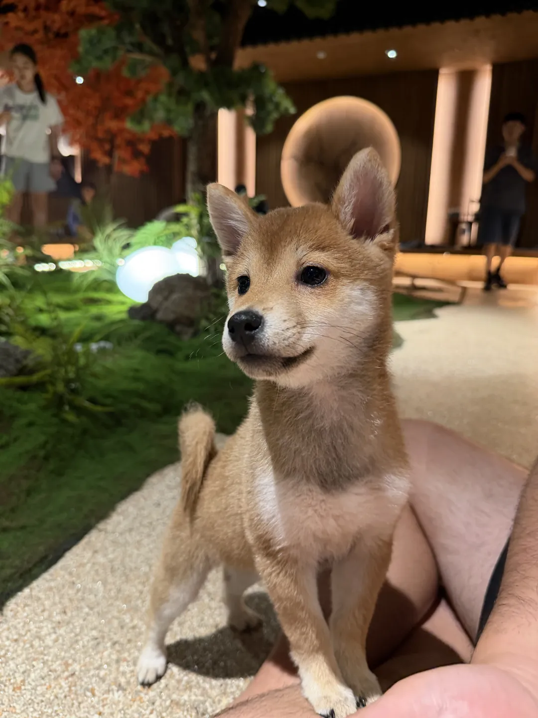 시바노우치