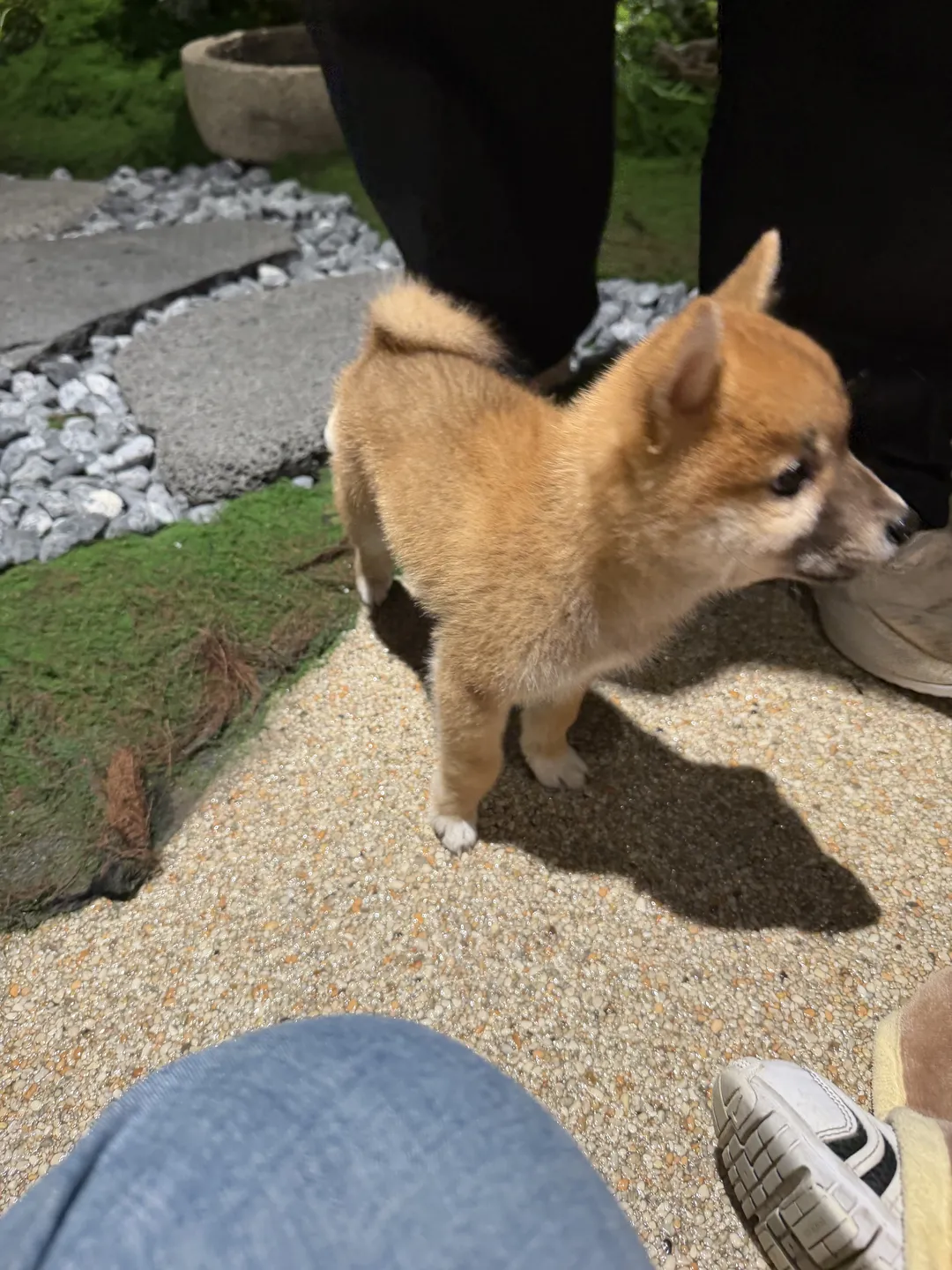 시바노우치 사진 9