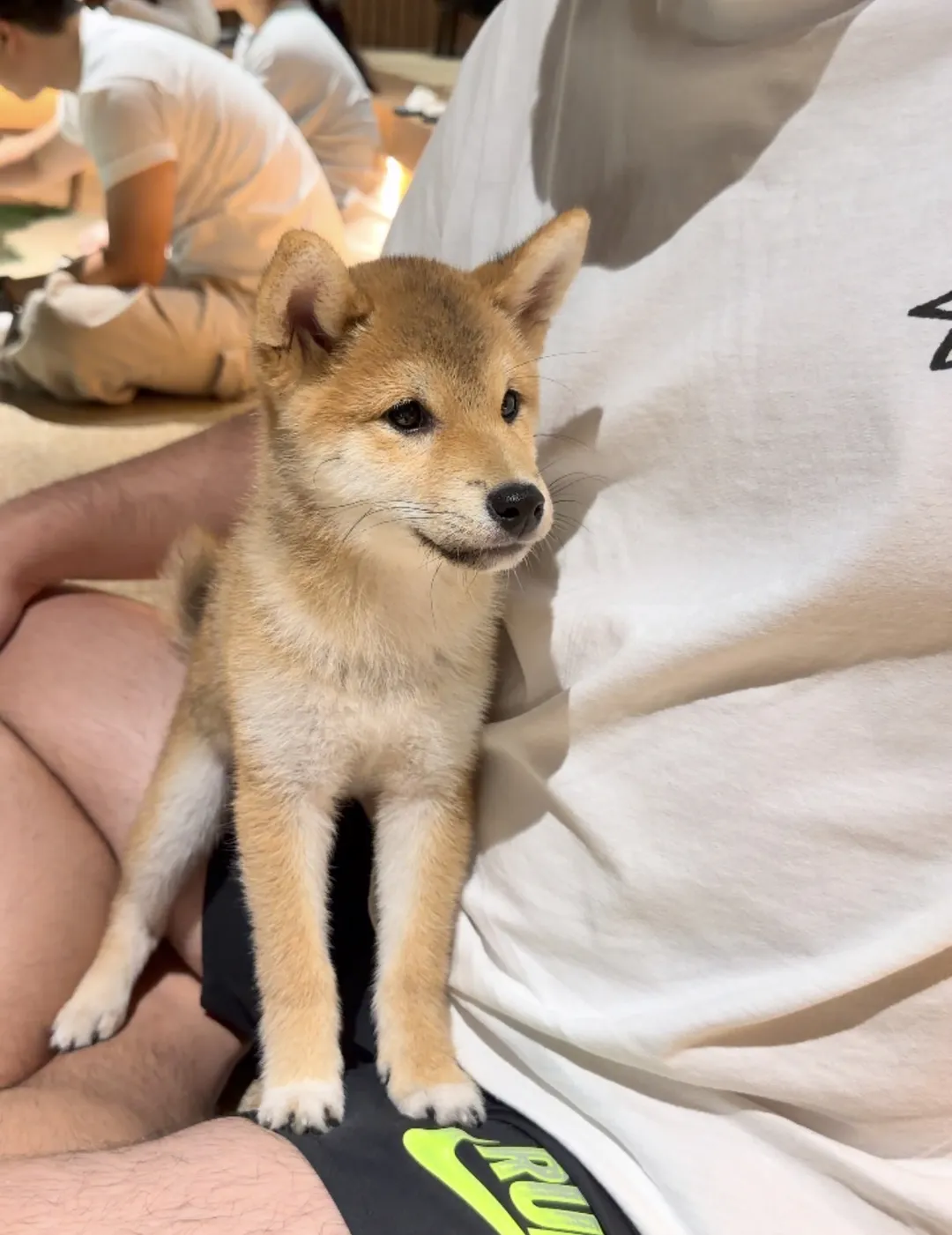 시바노우치 사진 13