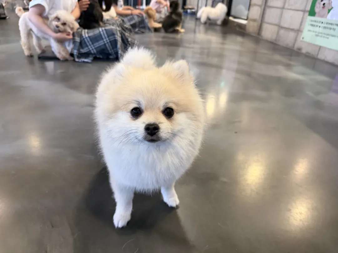 카페몽몽 사진 6