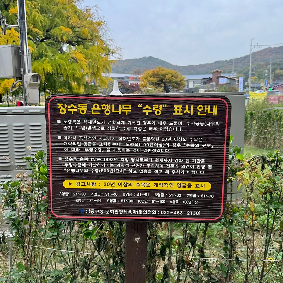 장수동 은행나무 사진 8