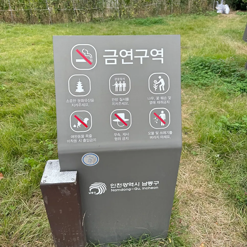 장수동 은행나무 사진 9