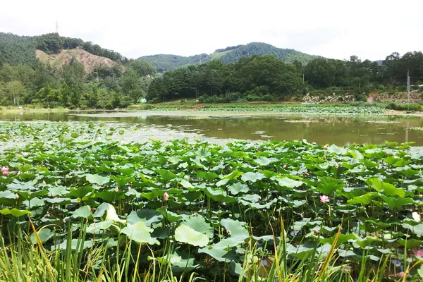 물미연꽃마을 사진 8