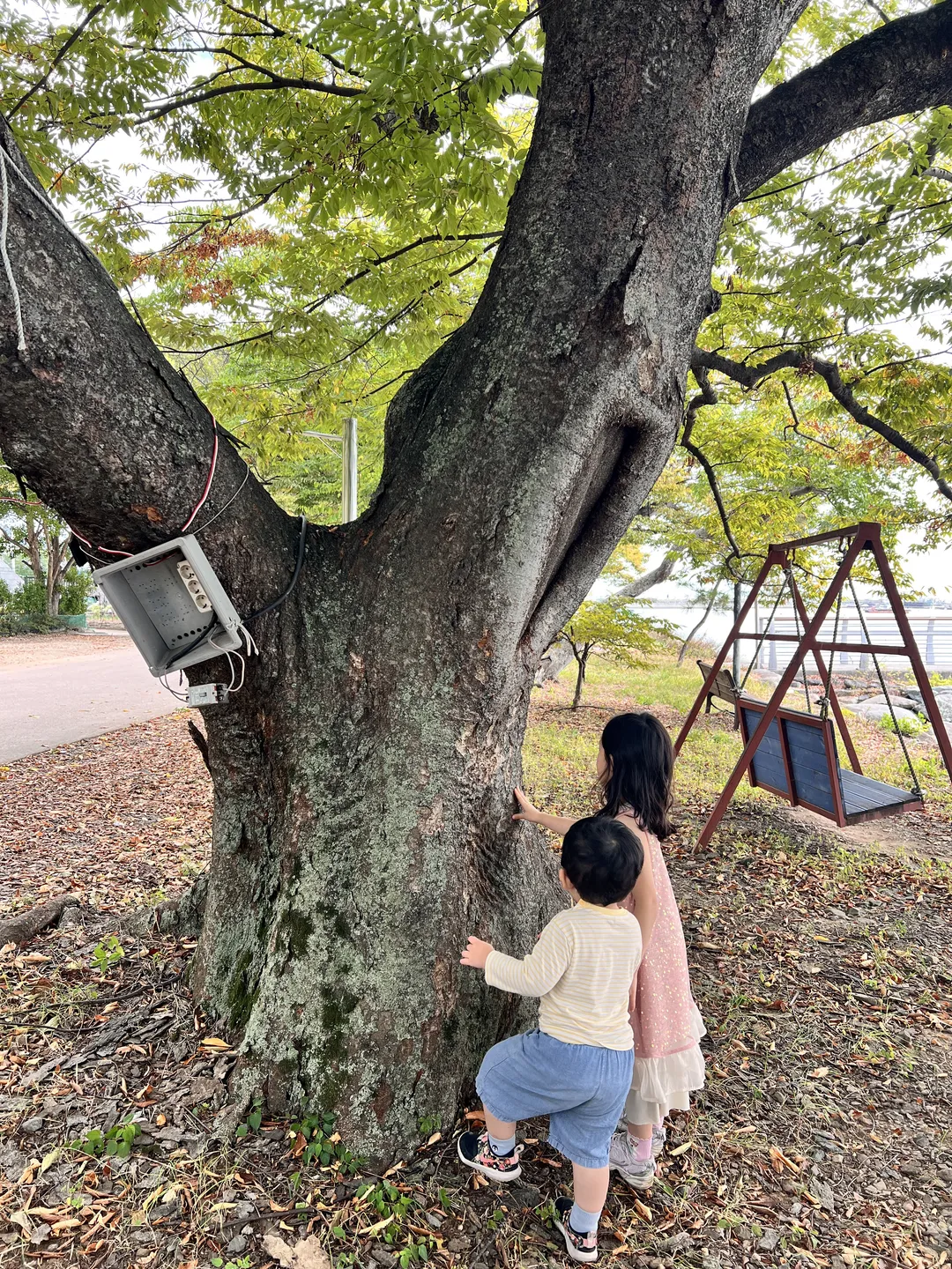 고흥월정리의해안방풍림 사진 6