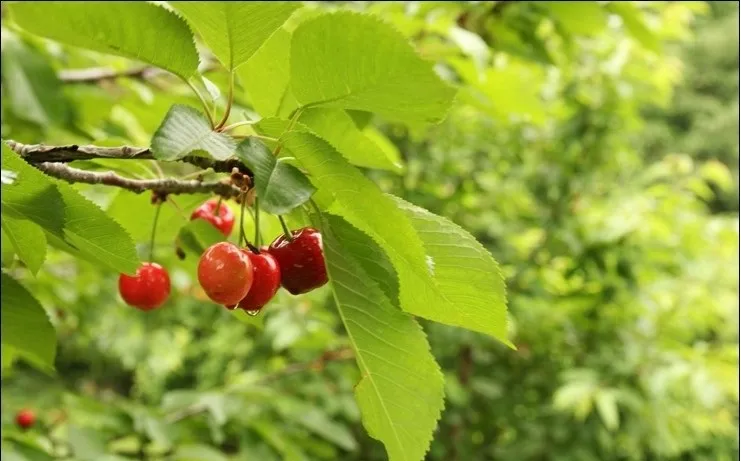 체리마을 사진 7