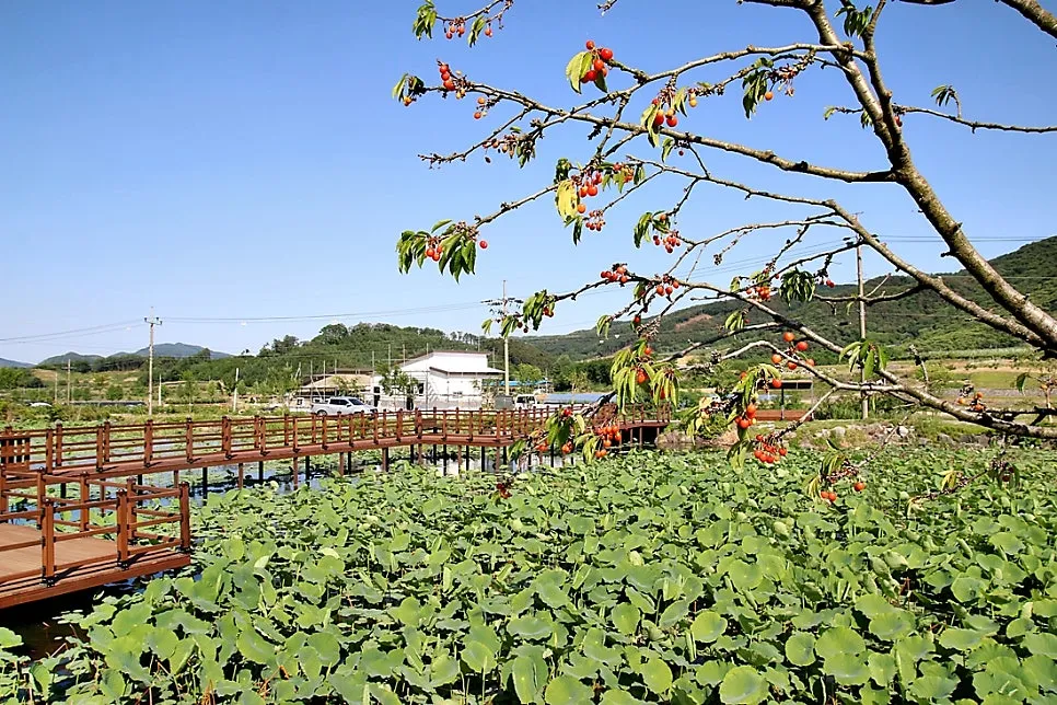체리마을 사진 10