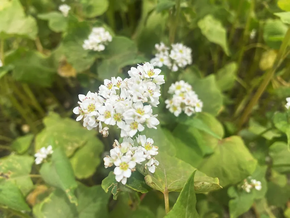 와흘메밀마을 사진 6