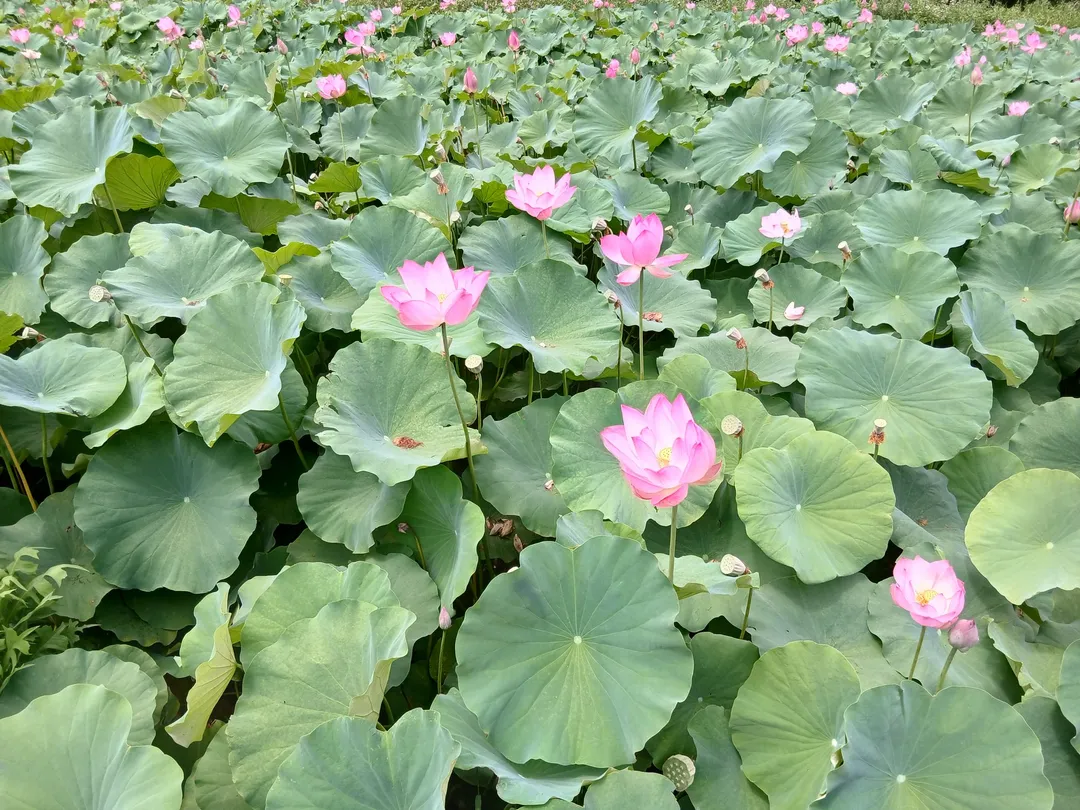 두메마을