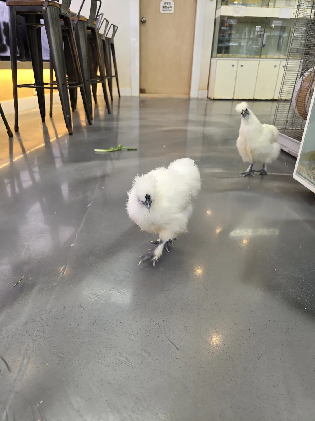 문래빗 사진 7