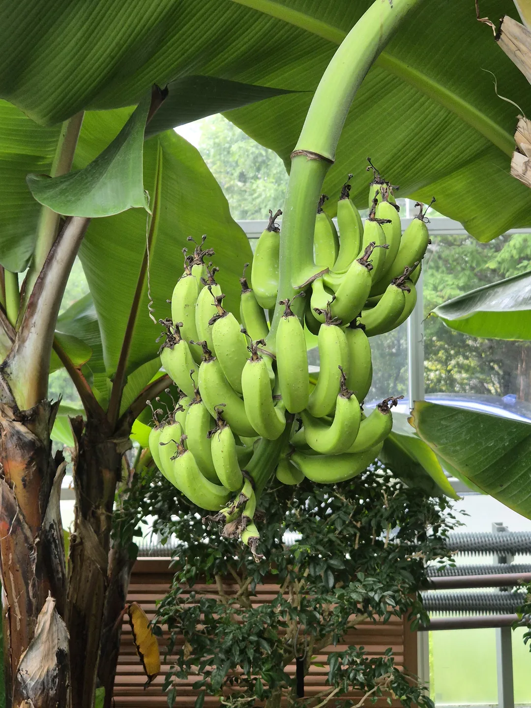 한밭수목원 사진 9