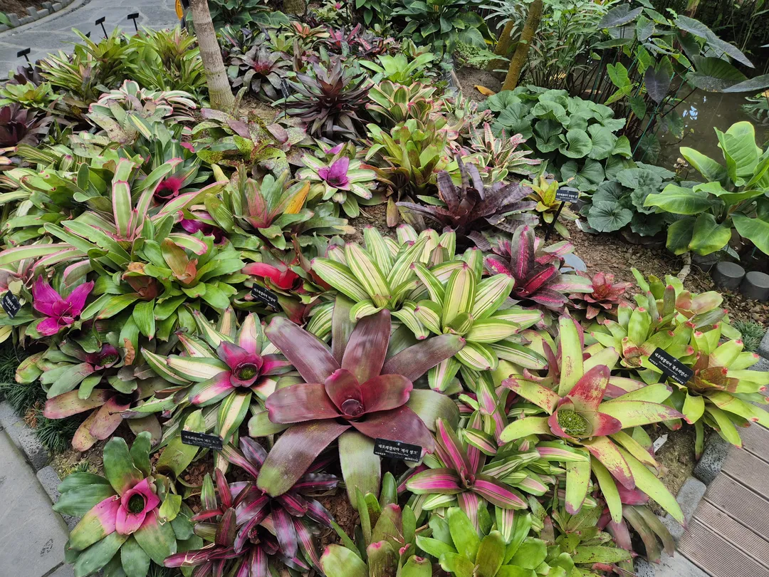 한밭수목원 사진 8