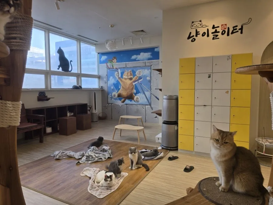냥이놀이터 사진 12