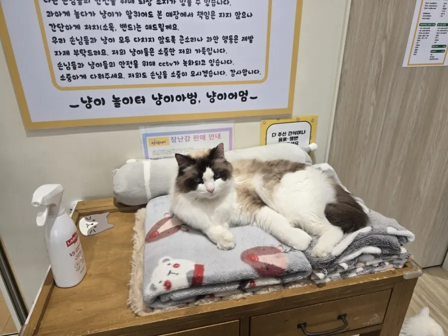 냥이놀이터 사진 10