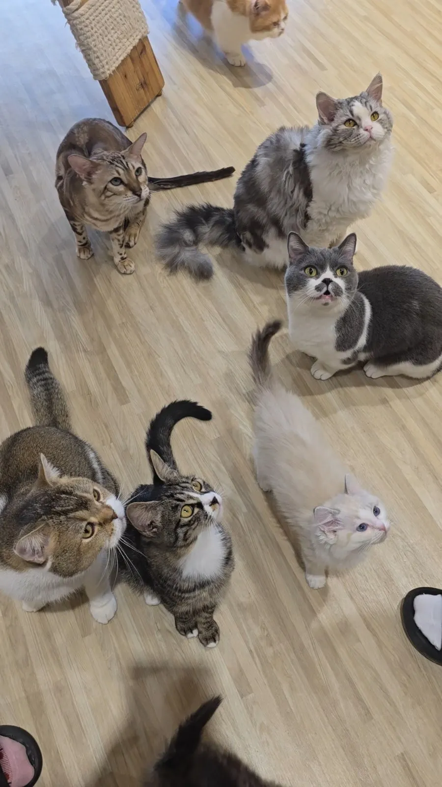 냥이놀이터 사진 9