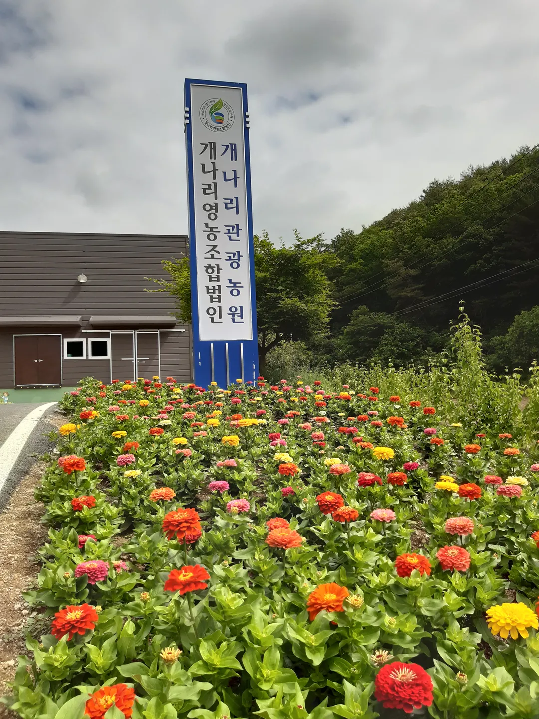 개나리마을