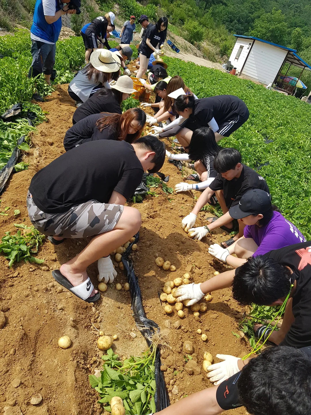 개나리마을