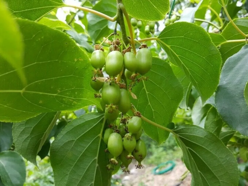 복동아리마을