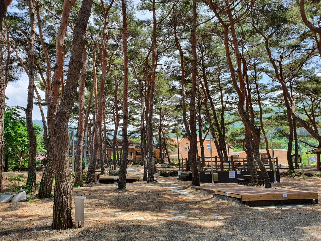 물숲 사진 6
