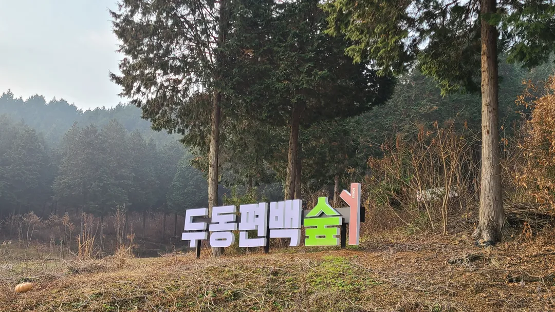두동편백 사진 6