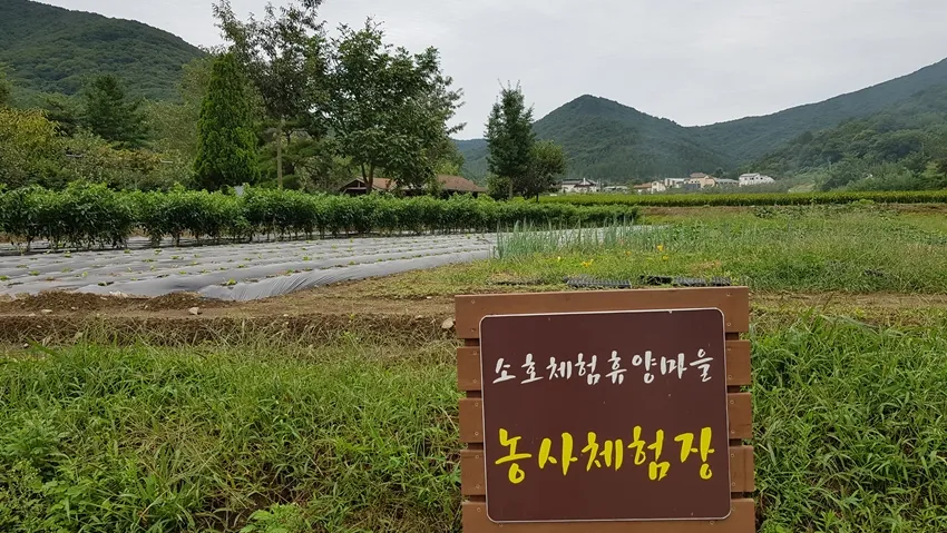 소호마을 사진 7