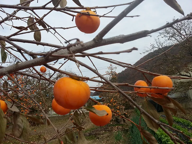 구마이곶감농촌체험휴양마을