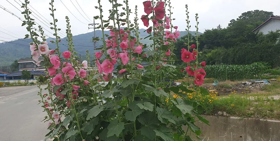 말미장터마을