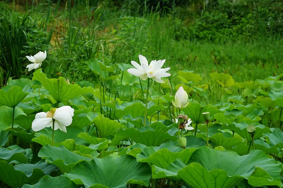 어부동연꽃마을