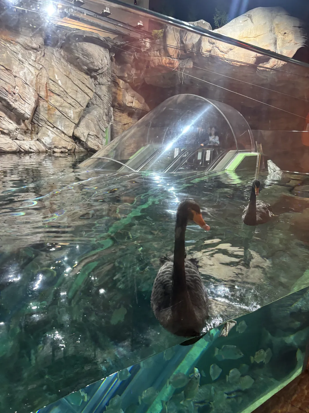 Shanghai Ocean Aquarium 사진 8