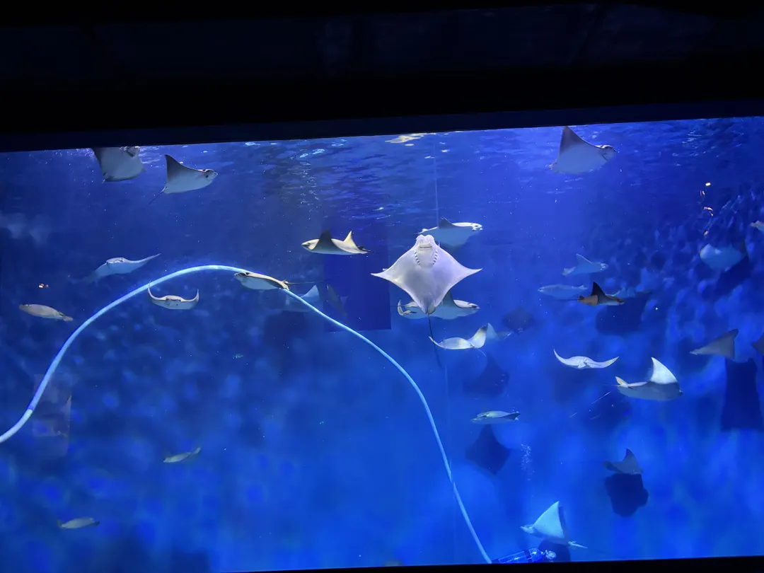 Shanghai Ocean Aquarium 사진 10