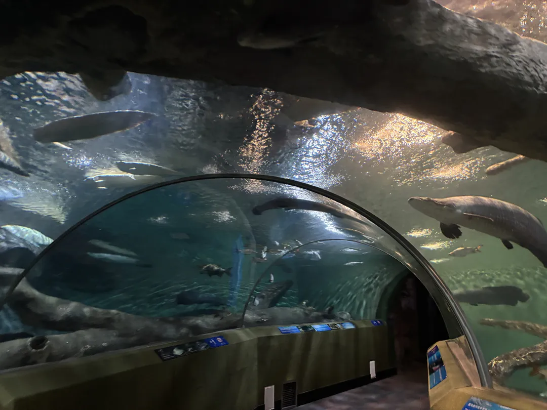 Shanghai Ocean Aquarium 사진 7