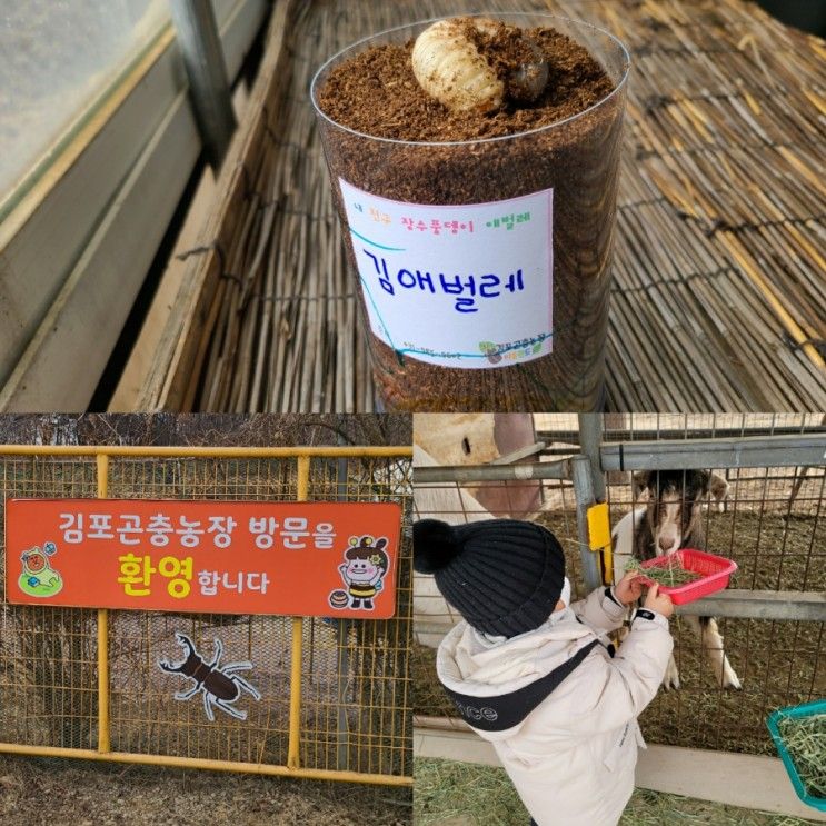 김포곤충농장 아이에게 곤충을 알려주세요