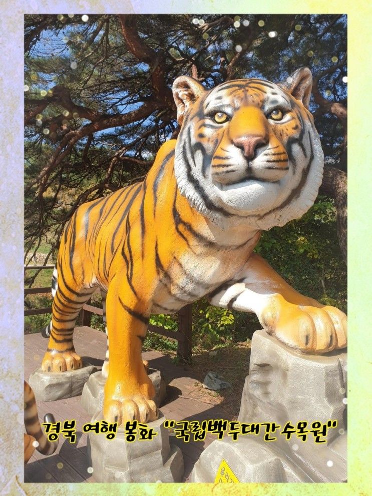경북 가을 여행 아이와 함께 가볼만한 곳 "국립백수대간수목원"에서 호랑이 보고 왔어요! (입장료/입장시간/방문팁)