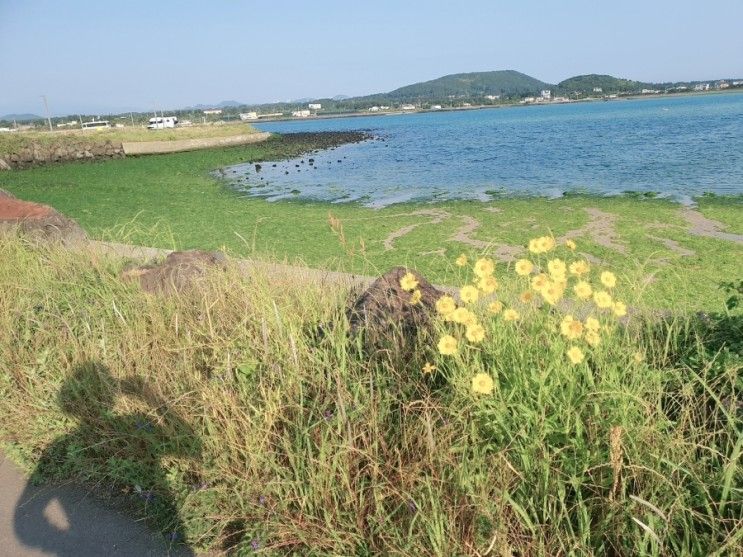 제주 서귀포 숙소강추 /아이랑 섭지코지 휘닉스 제주/불턱 바베큐