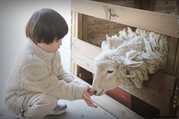 6살아이랑 둘이 평창여행 순수양떼목장 동물 먹이주기 체험