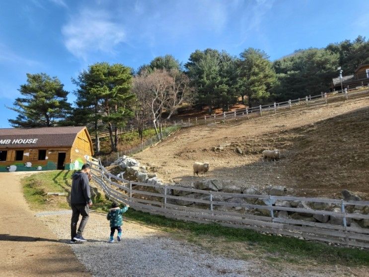 평창여행 / 대관령 아이와... 평창 순수양떼목장 / 평창 라마다